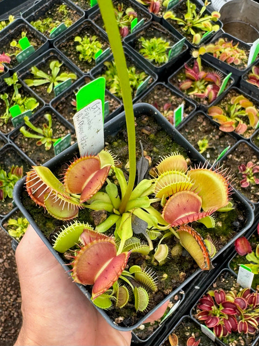 Dionaea muscipula GJ Equobia