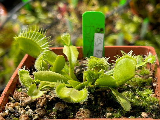Dionaea muscipula GJ Explosion