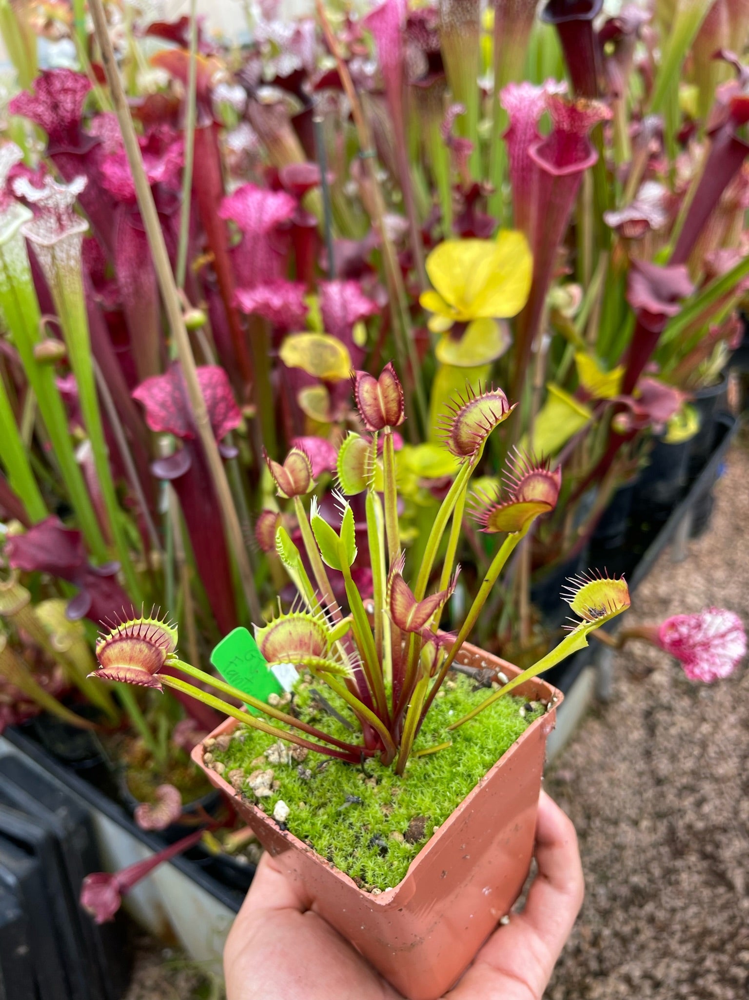 Dionaea muscipula GJ Fantasia