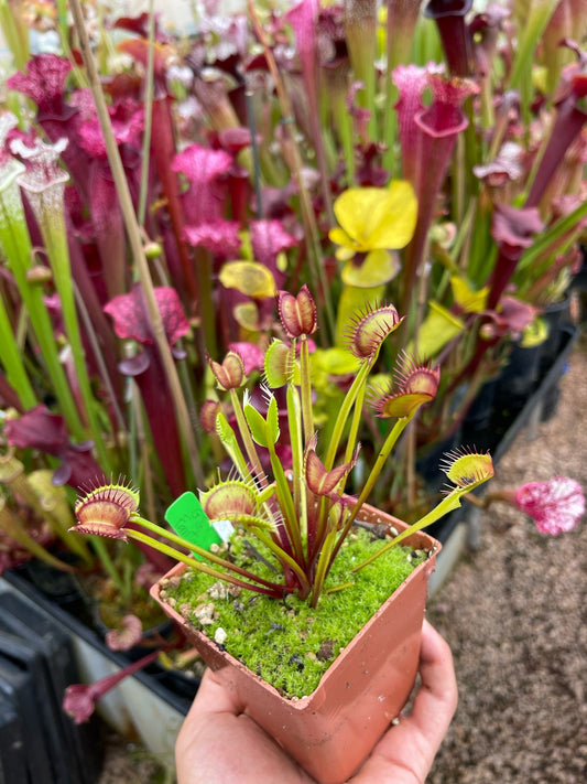 Dionaea muscipula GJ Fantasia