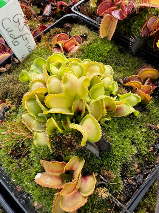 Dionaea muscipula GJ Giant Cudo