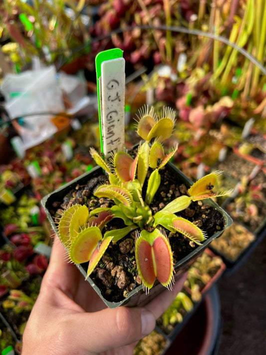 Dionaea muscipula GJ Giant Form