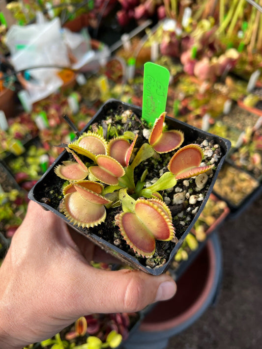 Dionaea muscipula GJ Giant Shark
