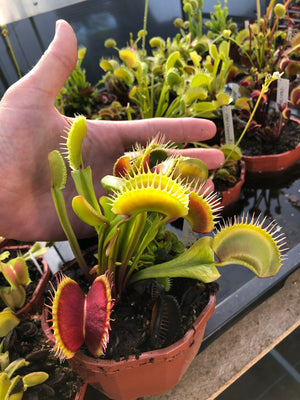 Dionaea muscipula GJ Goliath
