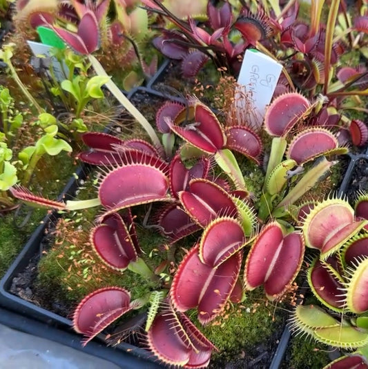 Dionaea muscipula GJ Green Zebra