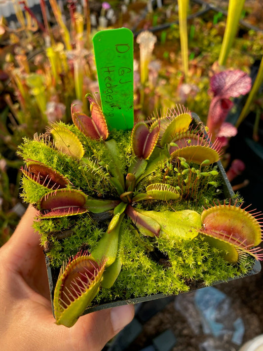 Dionaea muscipula GJ Hedgehog
