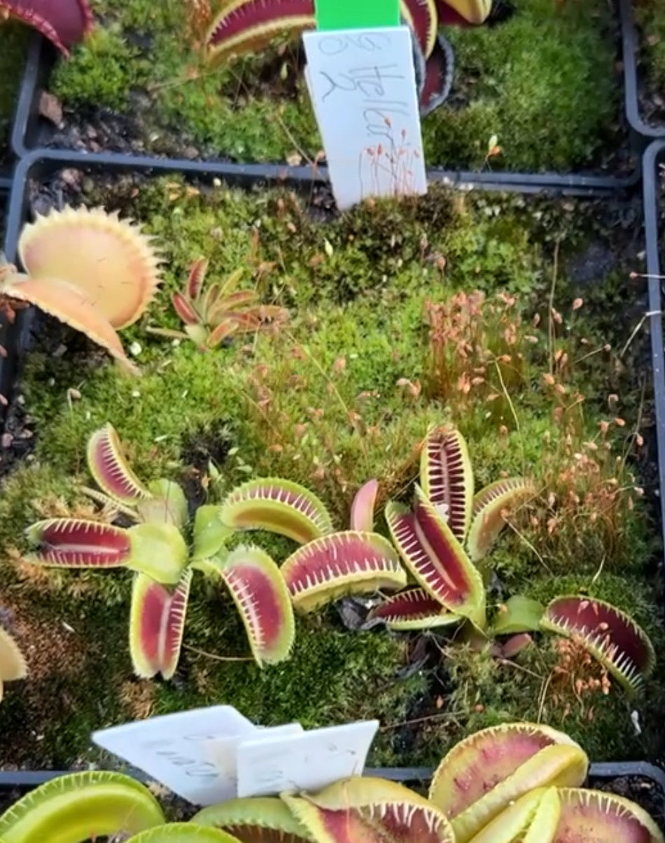 Dionaea muscipula GJ Hellcat II