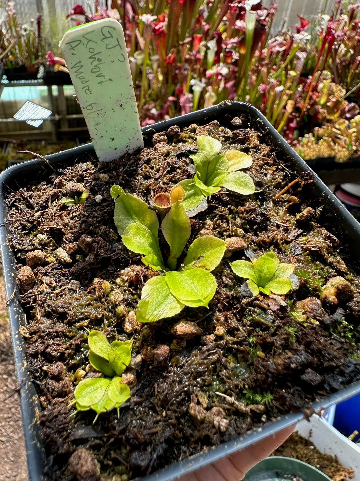 Dionaea muscipula GJ Kolibri