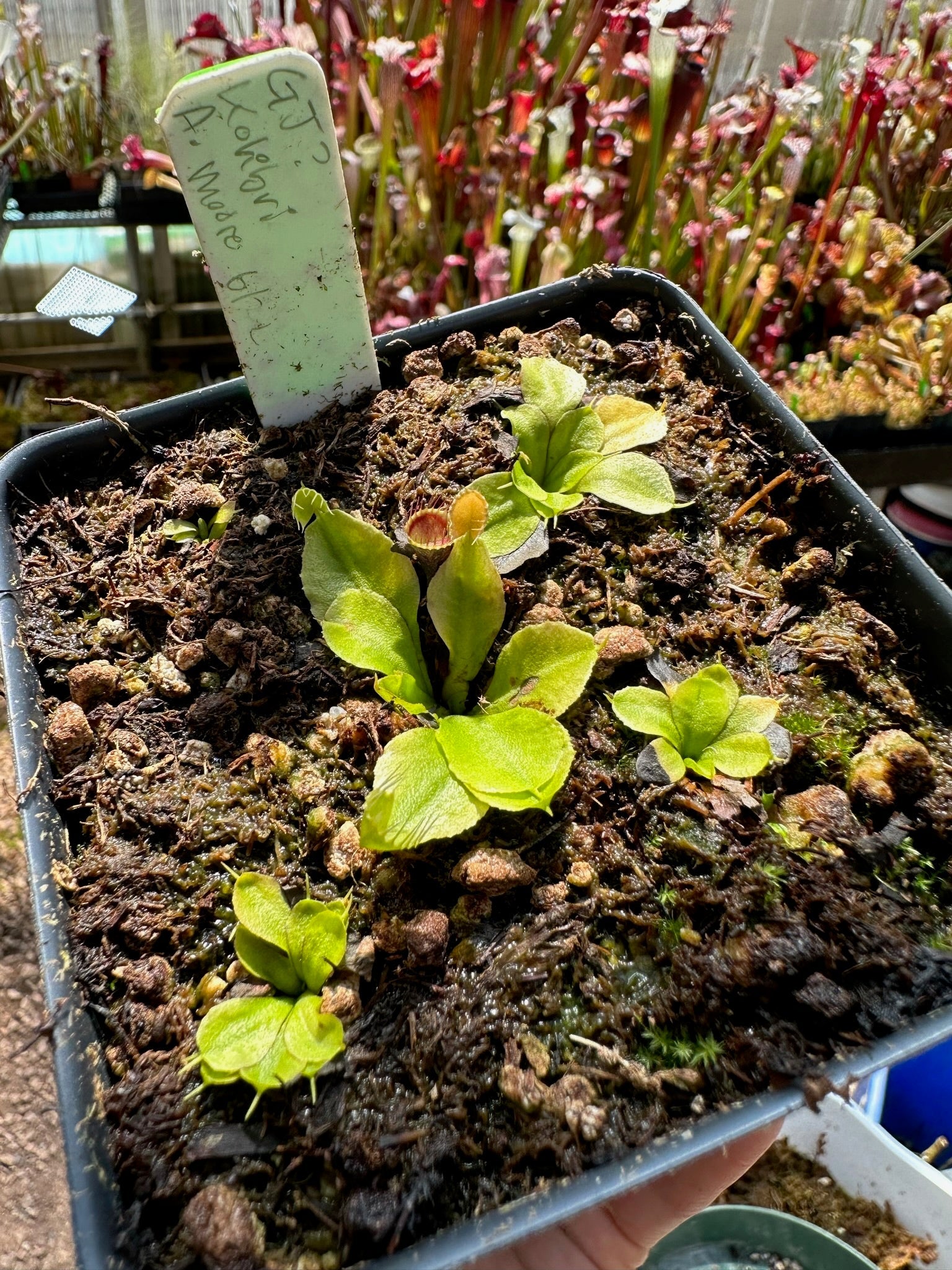 Dionaea muscipula GJ Kolibri