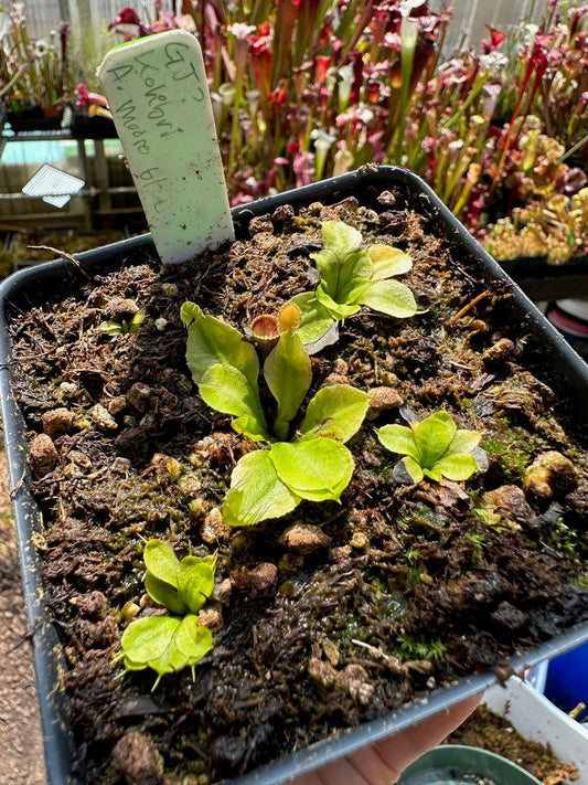 Dionaea muscipula GJ Kolibri