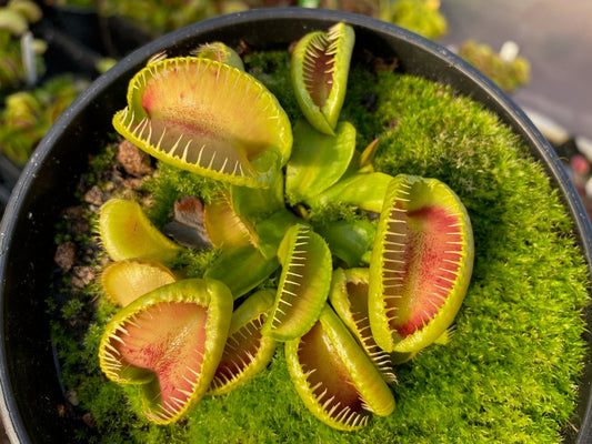 Dionaea muscipula GJ Maratchi
