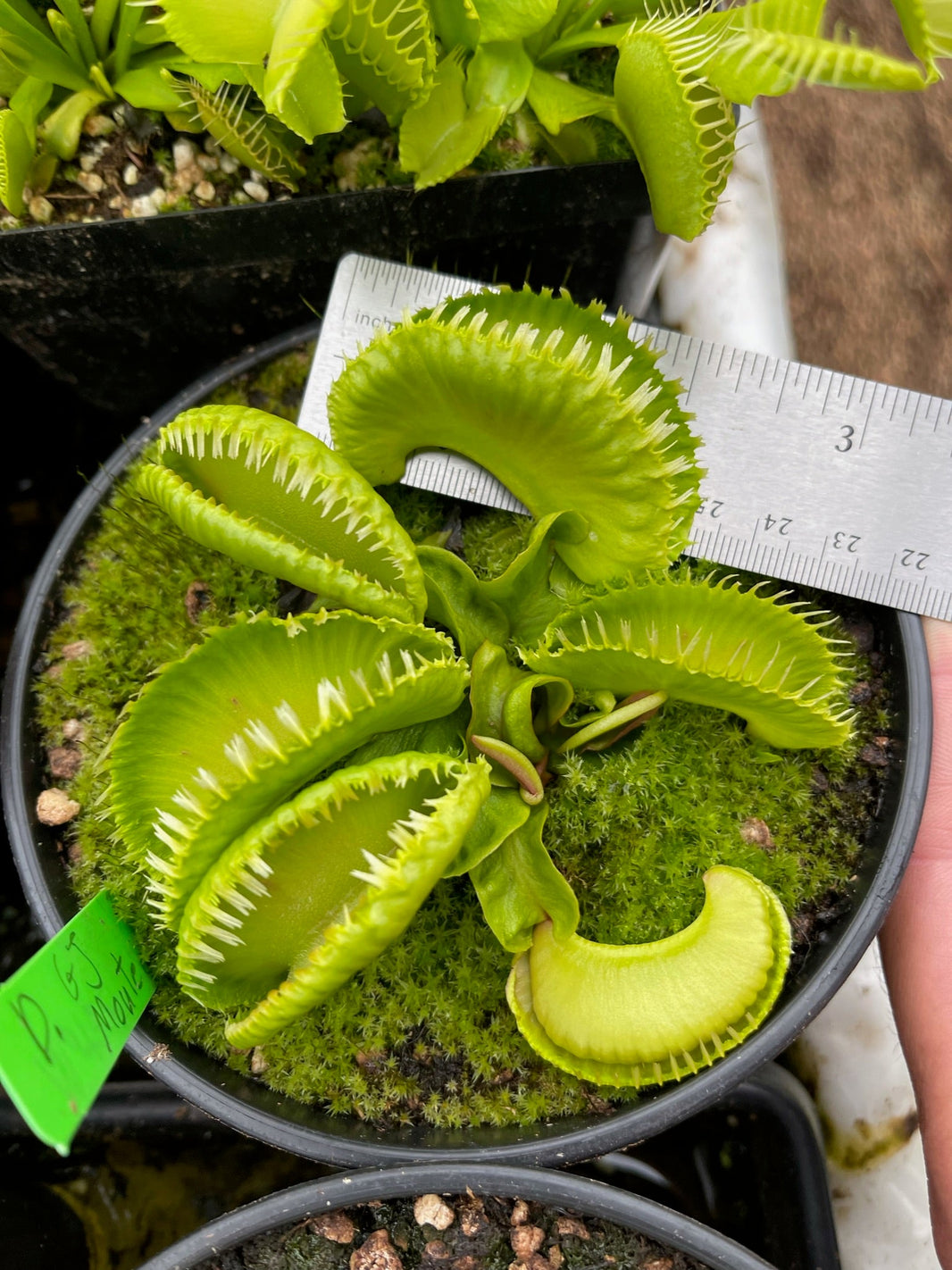 Giant Venus Fly Trap