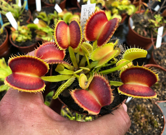 Dionaea muscipula GJ Nosferatu