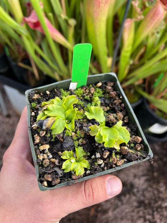 Dionaea muscipula GJ Rose