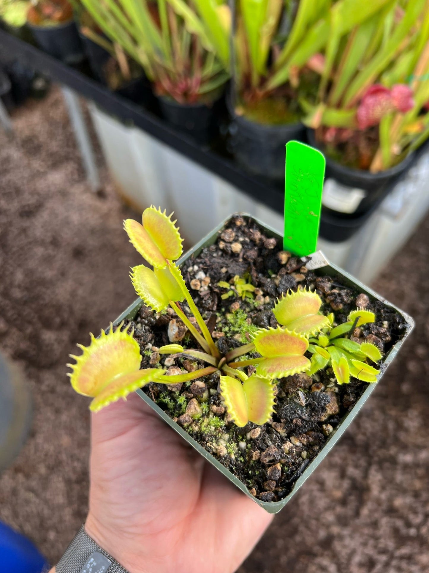 Dionaea muscipula GJ Shir Khan