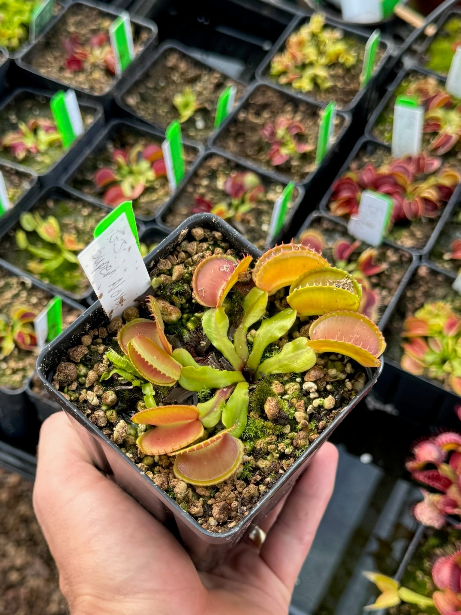 Dionaea muscipula GJ Super Nova