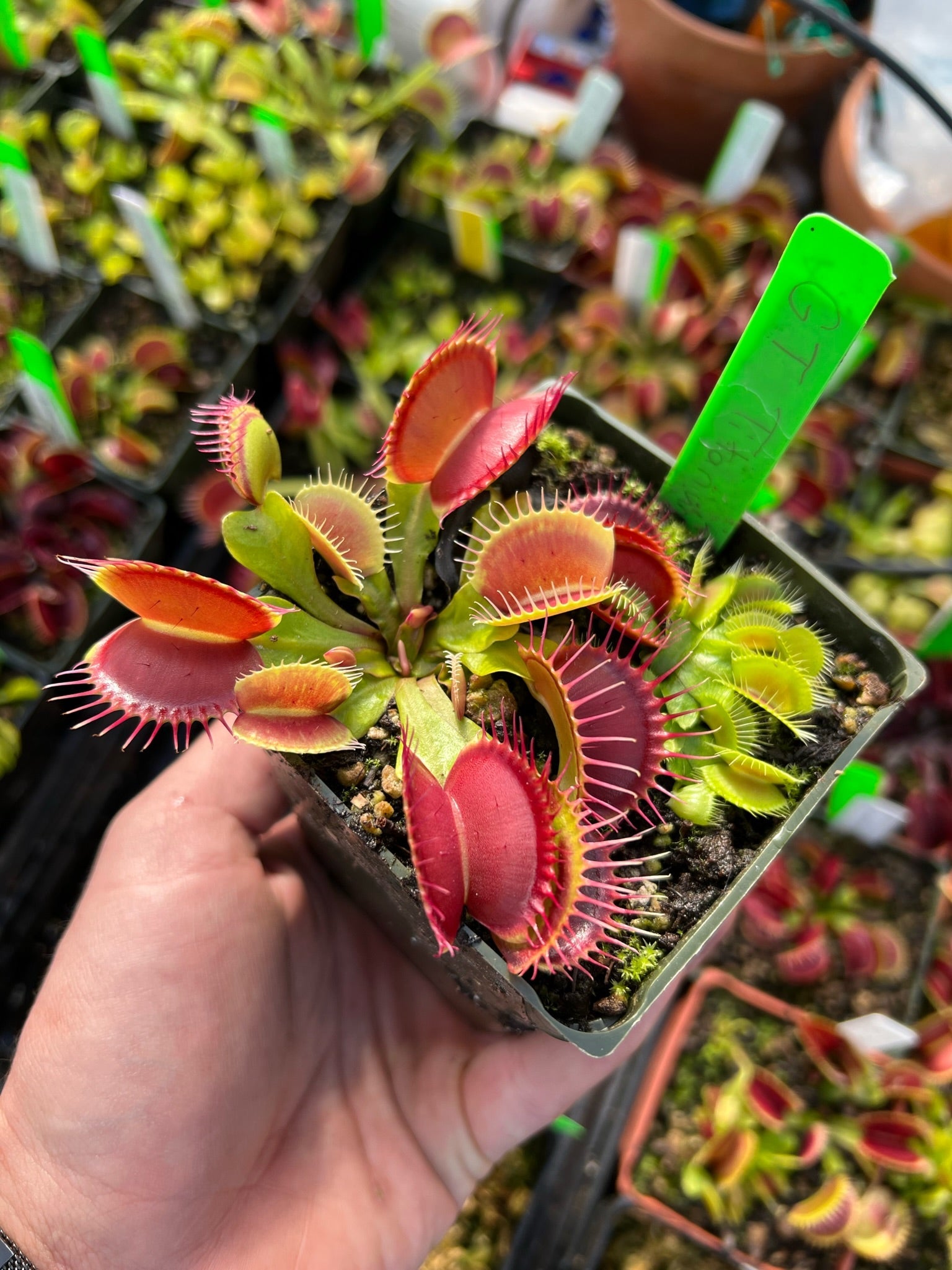 Dionaea muscipula GJ Titanium ￼