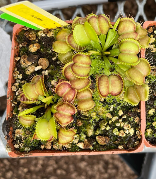 Dionaea muscipula Galaxy