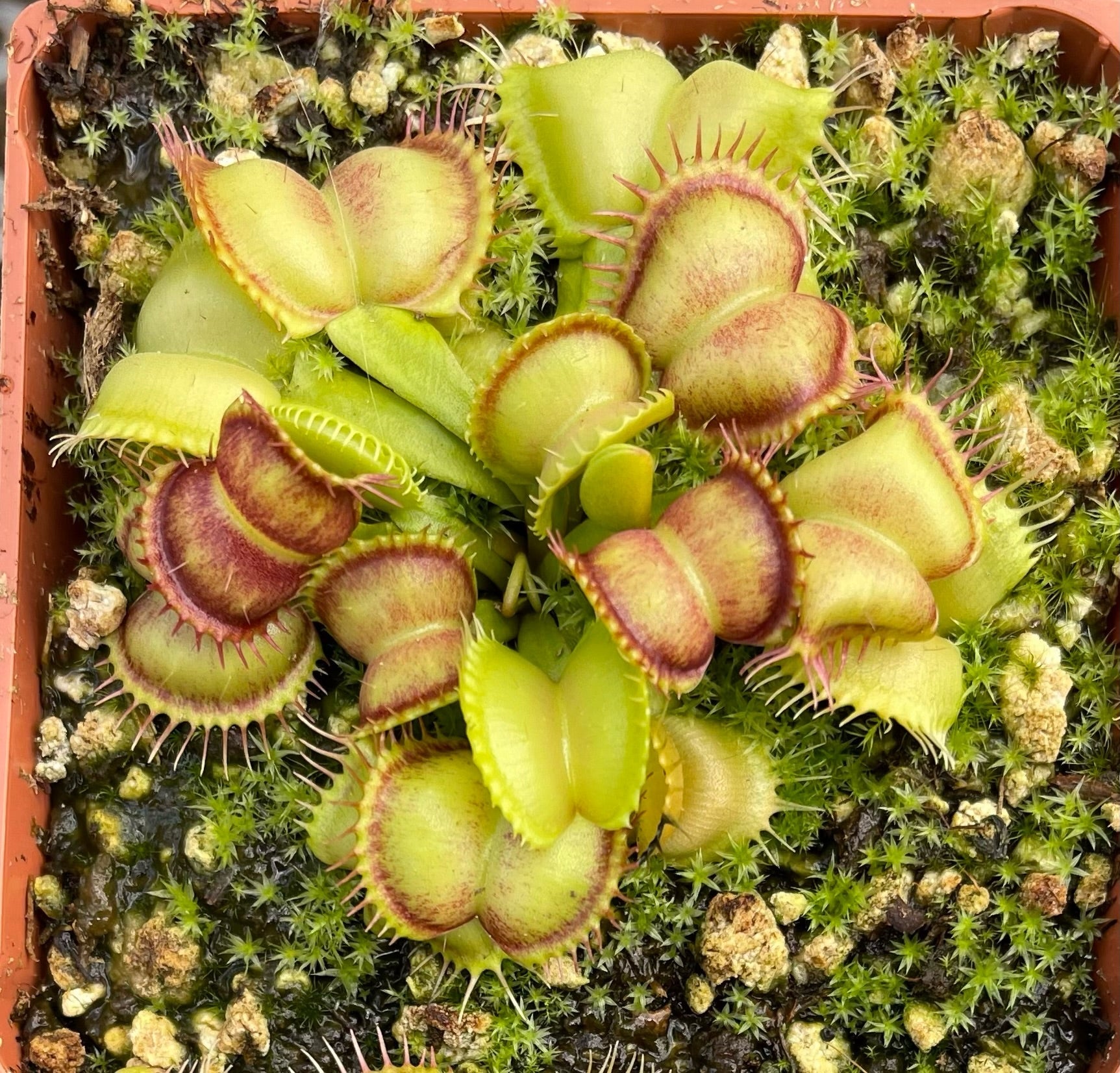 Dionaea muscipula Galaxy x Self