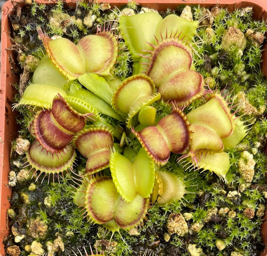 Dionaea muscipula Galaxy x Self