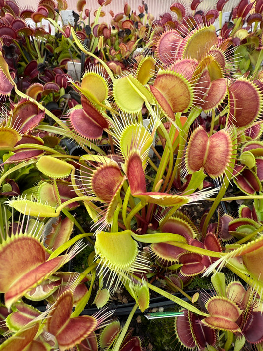 Dionaea muscipula Gaping Maw
