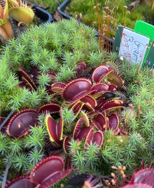 Dionaea muscipula Giant Big Mouth