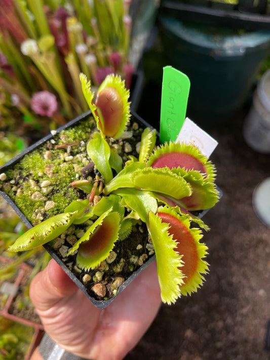 Dionaea muscipula Giant Clam
