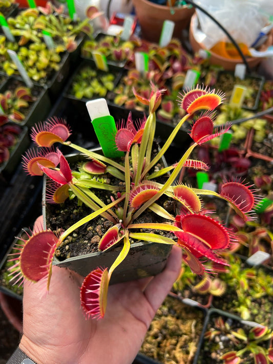 Dionaea muscipula Giant I3
