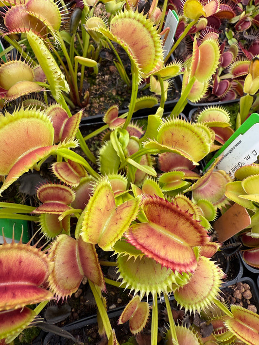 Dionaea muscipula Giant Piranha