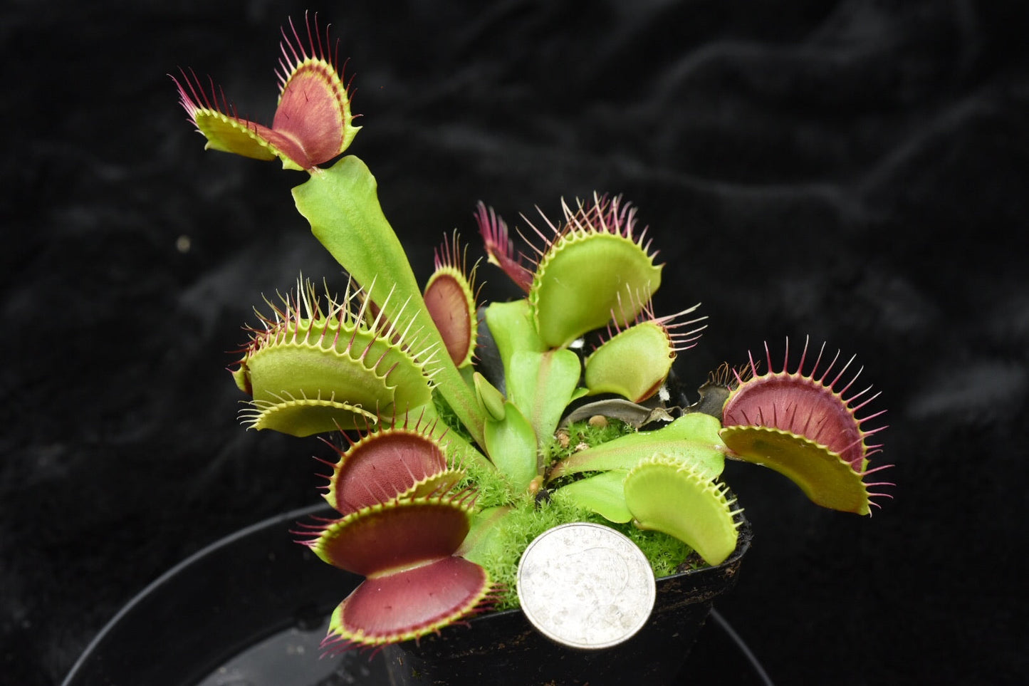 Dionaea muscipula Giant Upright Burgundy Traps