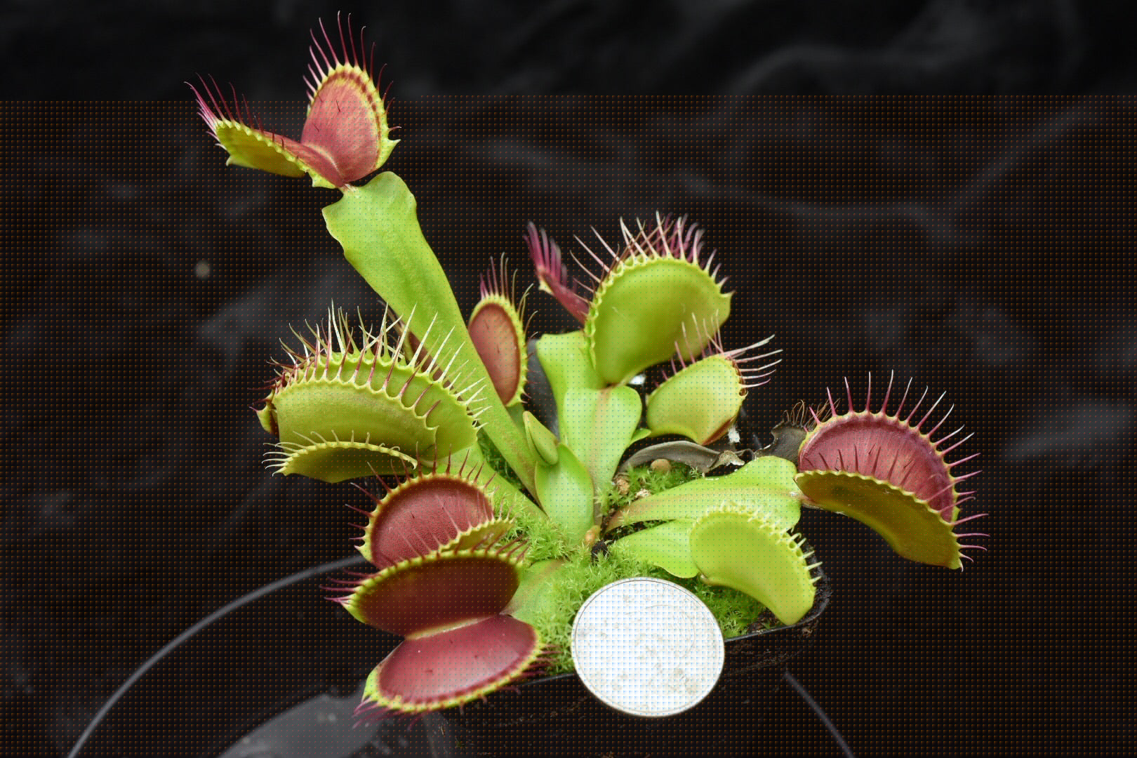 Dionaea muscipula Giant Upright Burgundy Traps