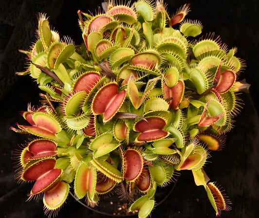 Dionaea muscipula Ginormous