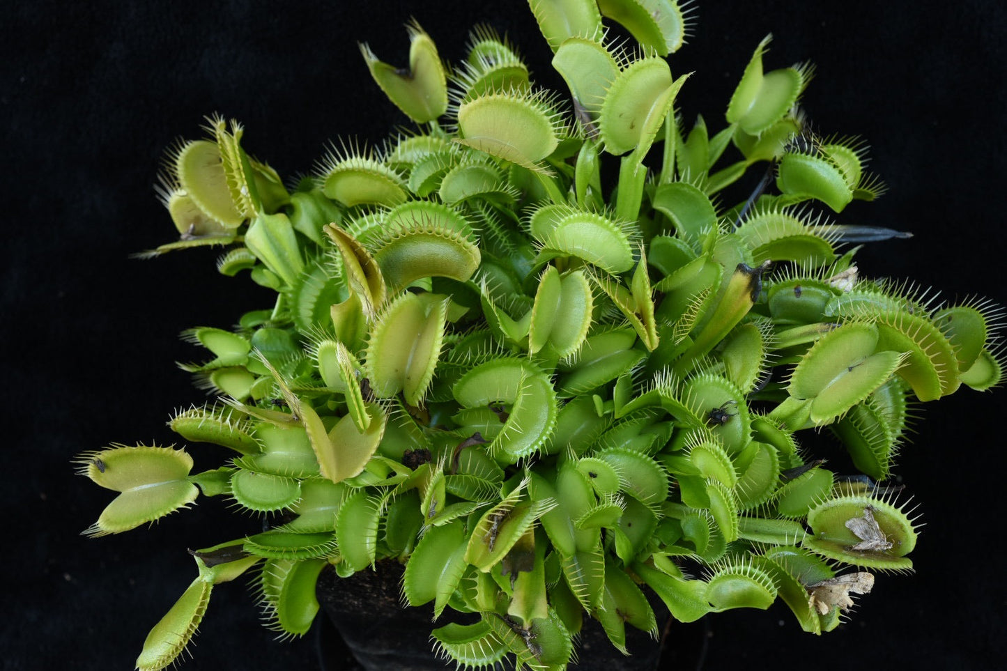 Dionaea muscipula Grün