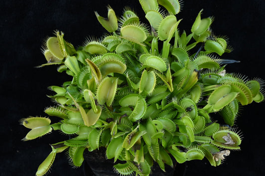 Dionaea muscipula Grün