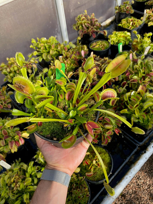Dionaea muscipula Great White Shark