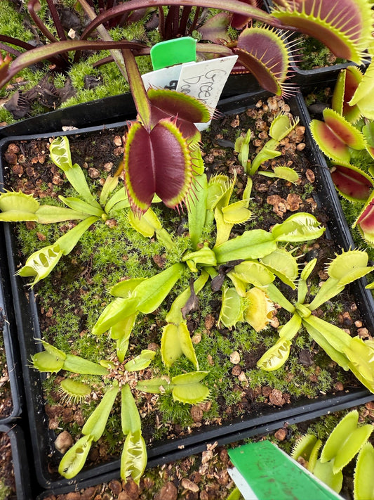 Dionaea muscipula Green Dog