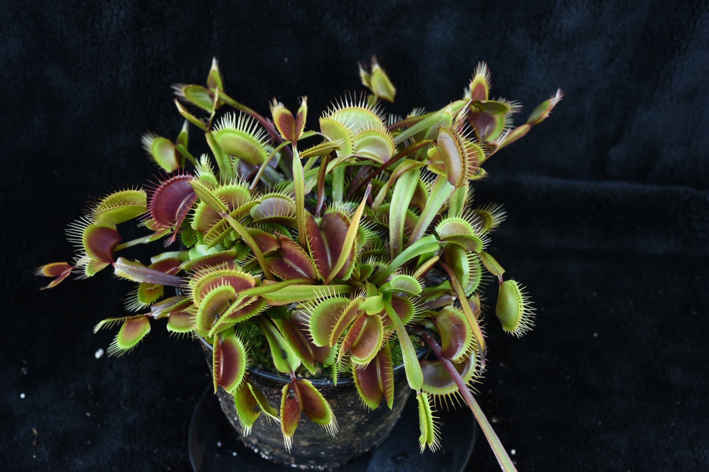 Dionaea muscipula Green Dragon
