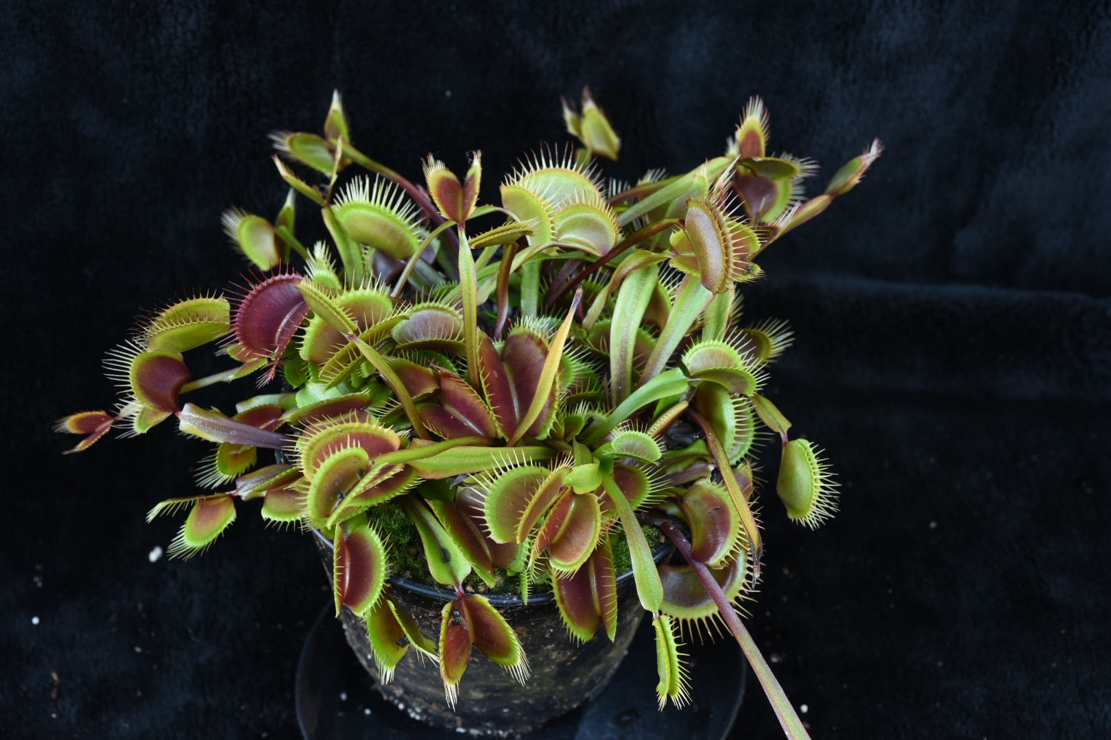 Dionaea muscipula Green Dragon