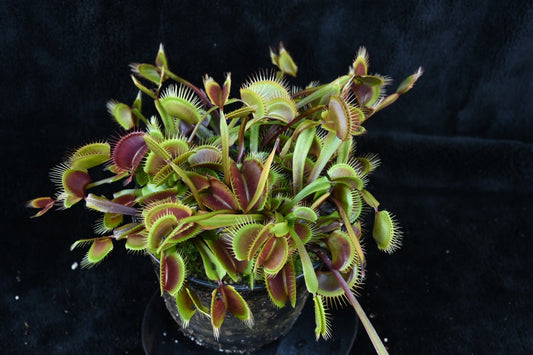 Dionaea muscipula Green Dragon