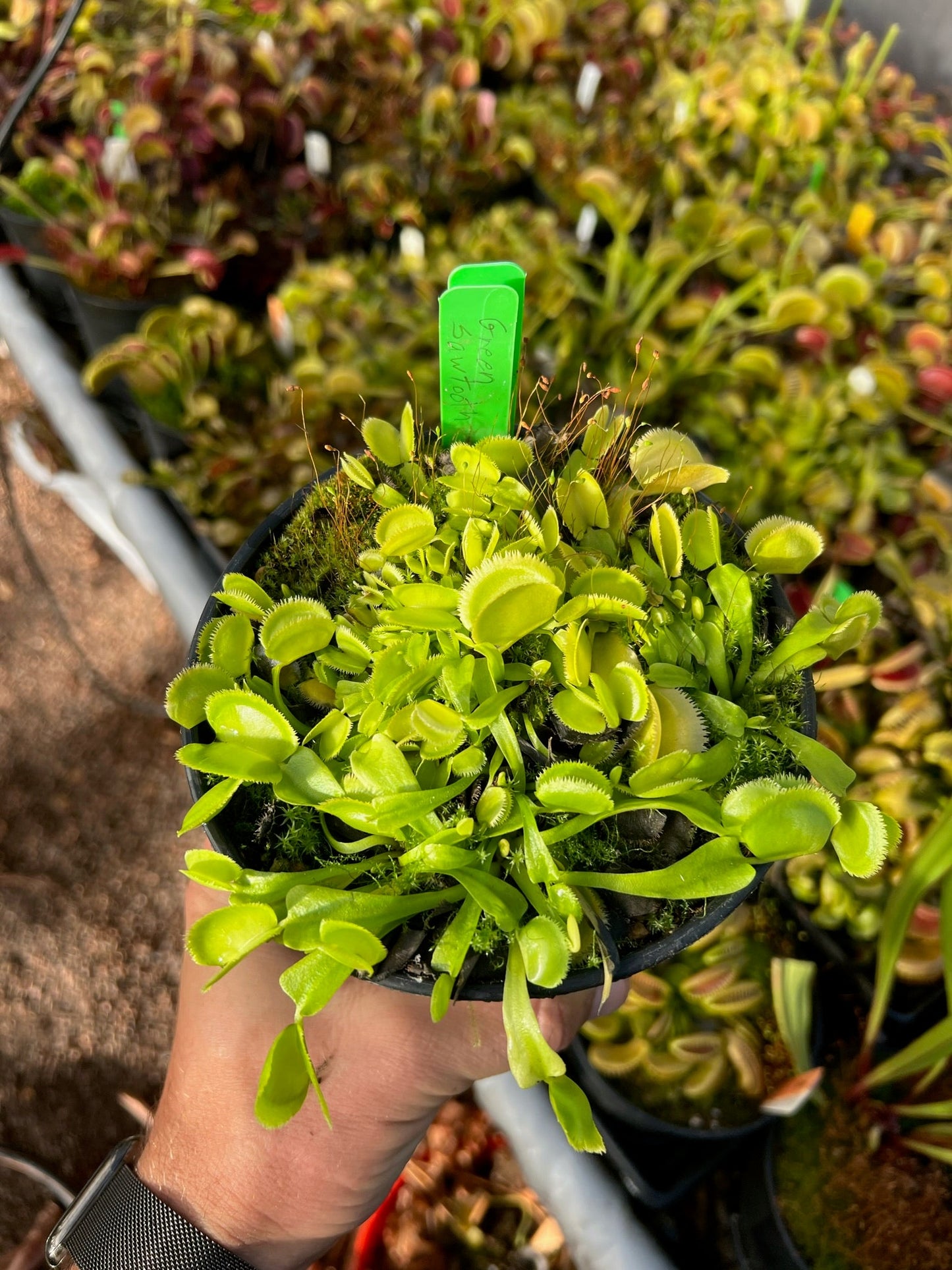 Dionaea muscipula Green Sawtooth
