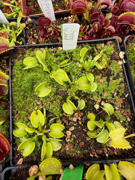 Dionaea muscipula Green Wizard
