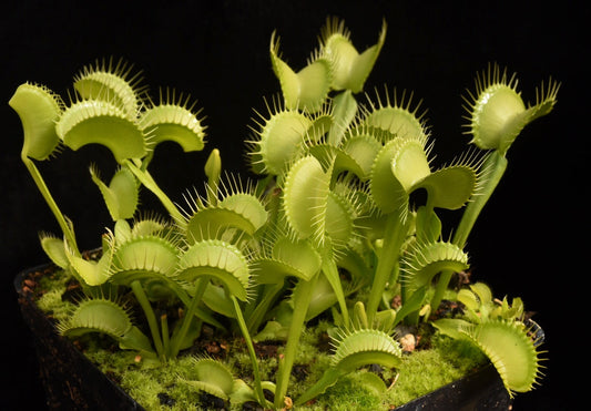 Dionaea muscipula Gremlin