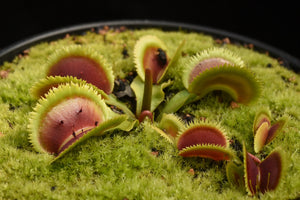 Dionaea muscipula Guava Sawtooth