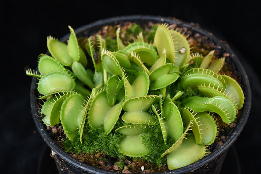 Dionaea muscipula Harmony