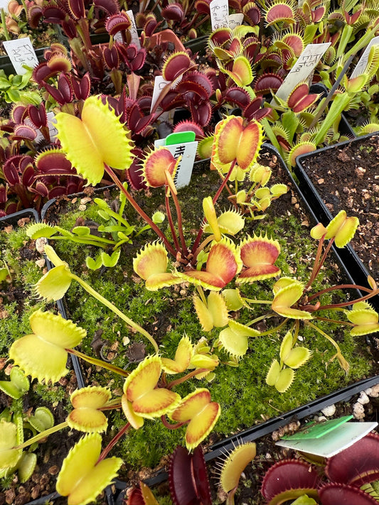 Dionaea muscipula Hell Hound