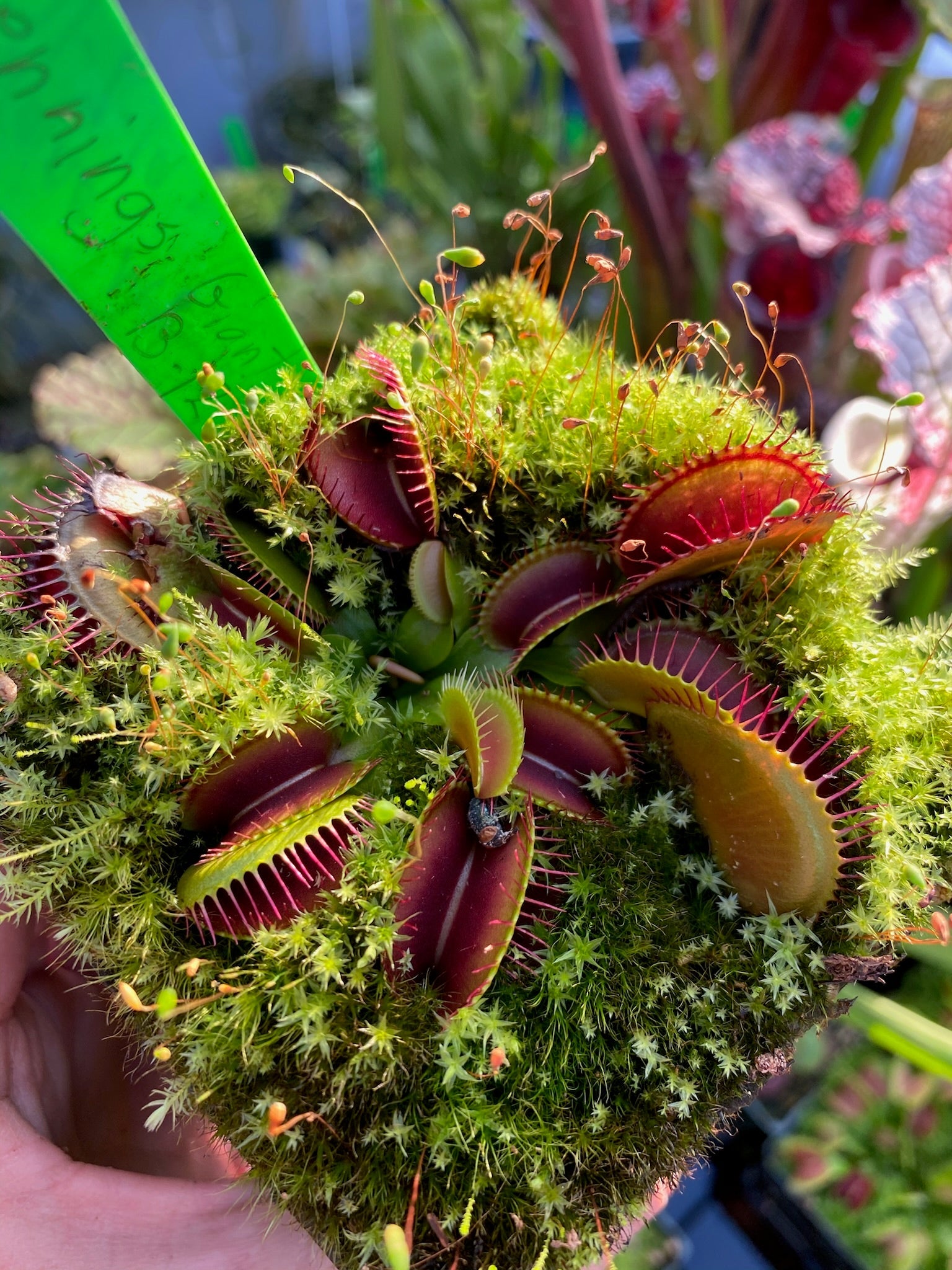 Dionaea muscipula Henning Giant B12