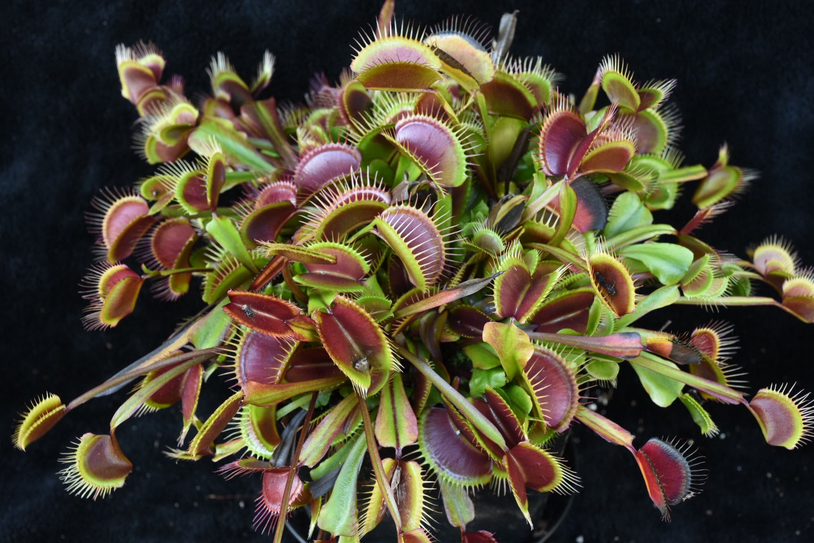Dionaea muscipula Holland Red