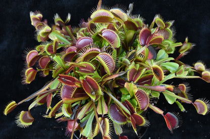 Dionaea muscipula Holland Red