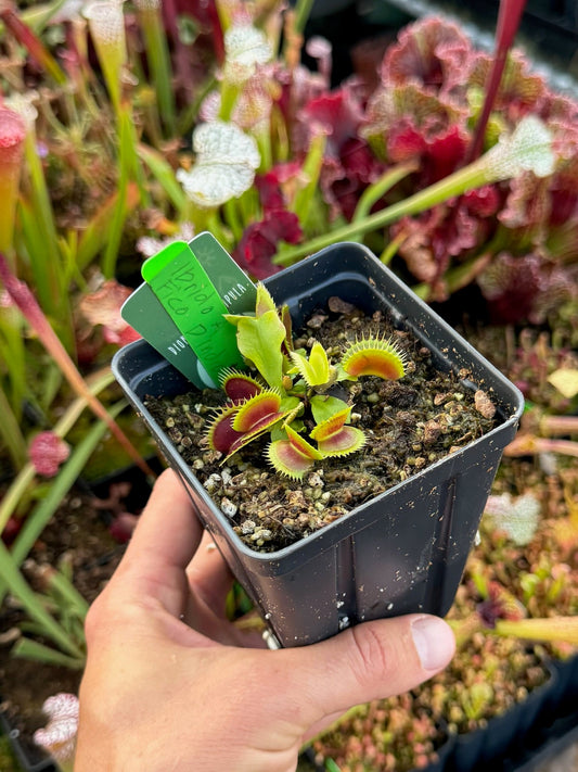 Dionaea muscipula Ibrido A Fico D'India