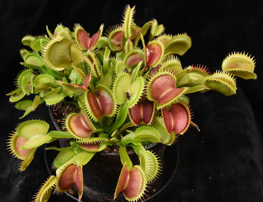 Dionaea muscipula Jaws